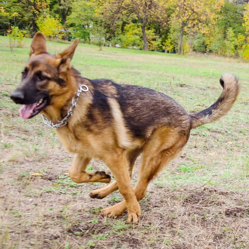 Строгий ошейник полуудавка для дрессировки овчарки «Obedience training»
